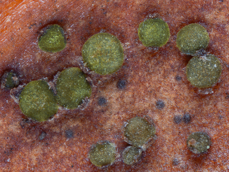 Trochila laurocerasi Trochila laurocerasi